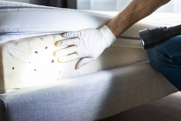 Best Pest Removal Services  in Kimberly, AL