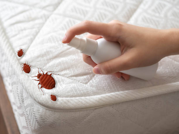 Best Mosquito Control Services  in Kimberly, AL