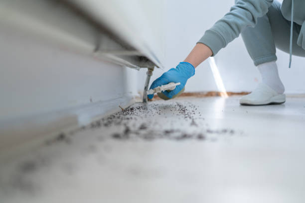 Best Local Pest Control Services  in Kimberly, AL